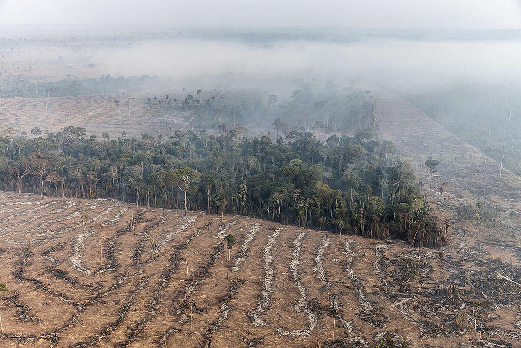 Crimes ambientais aumentam 88 na Amazônia Legal Rádio Cidade 99 7 FM